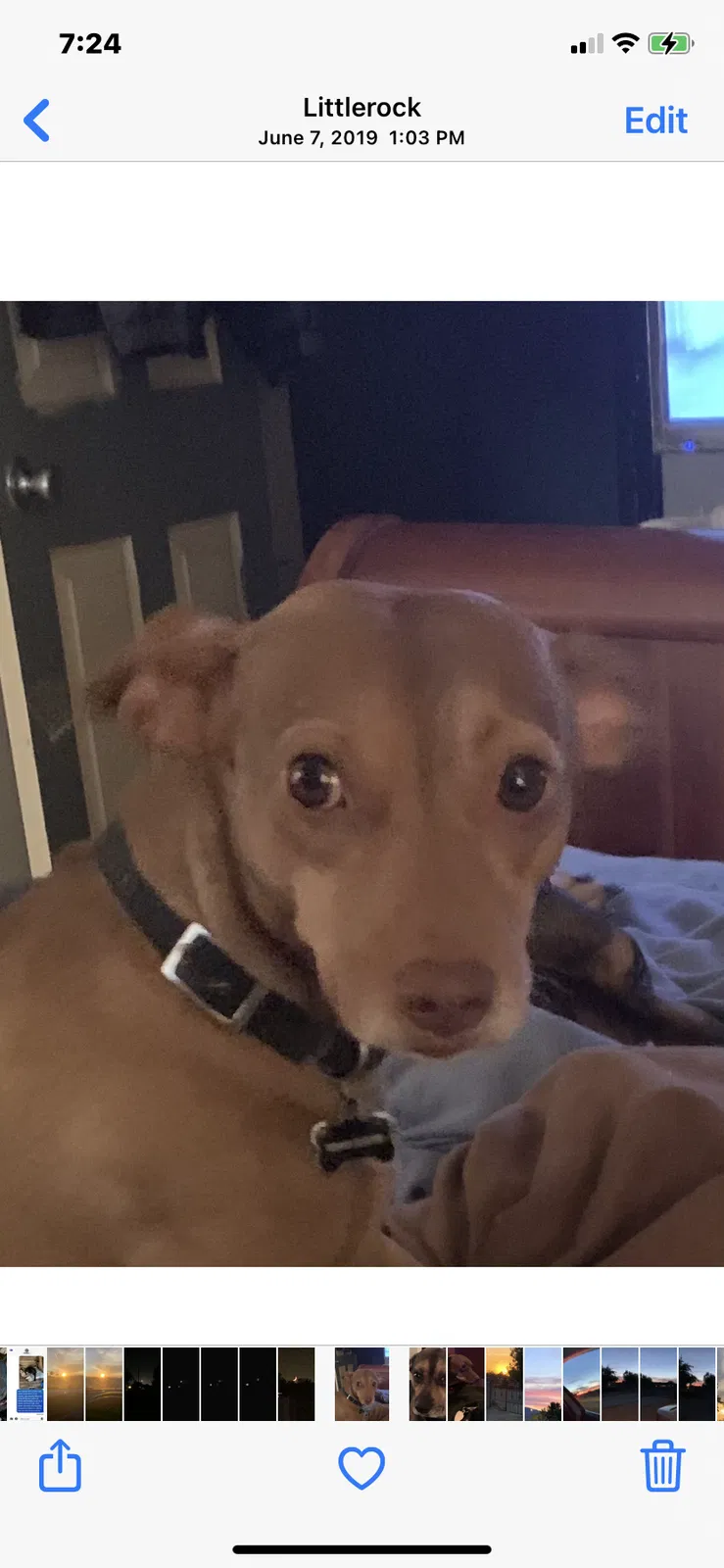 Lost dog in Granada Hills, CA, 91344