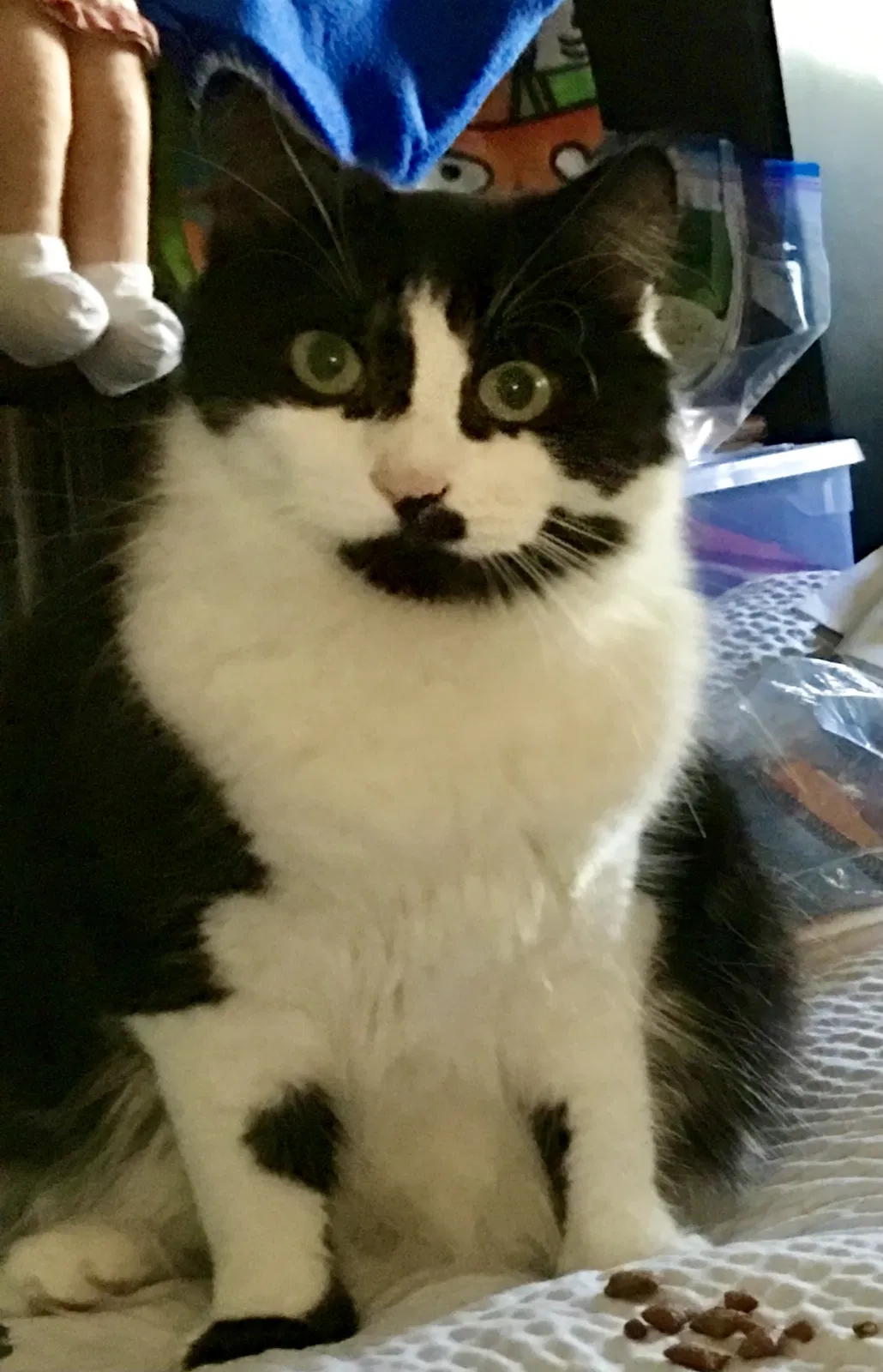 Lost cat in South San Francisco, CA, 94080