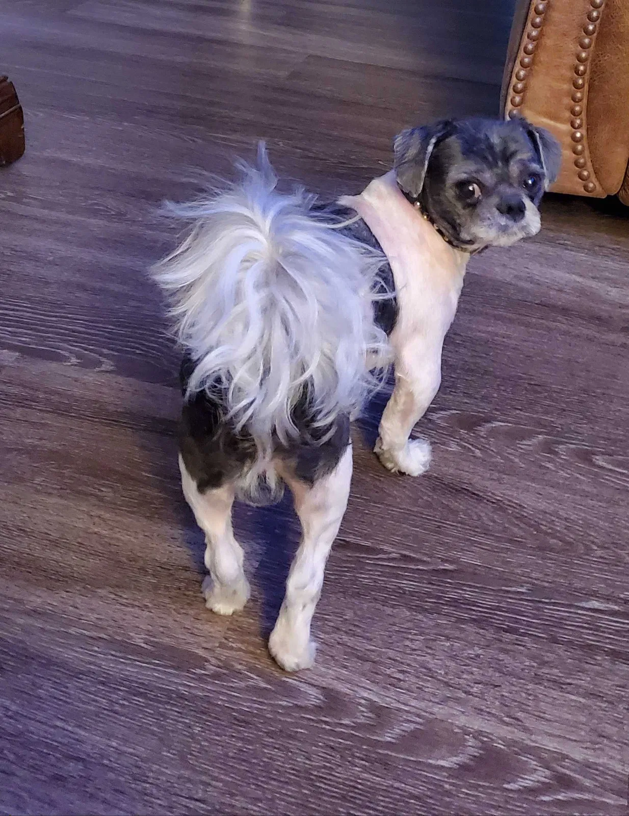 Lost dog in Spring, TX, 77380