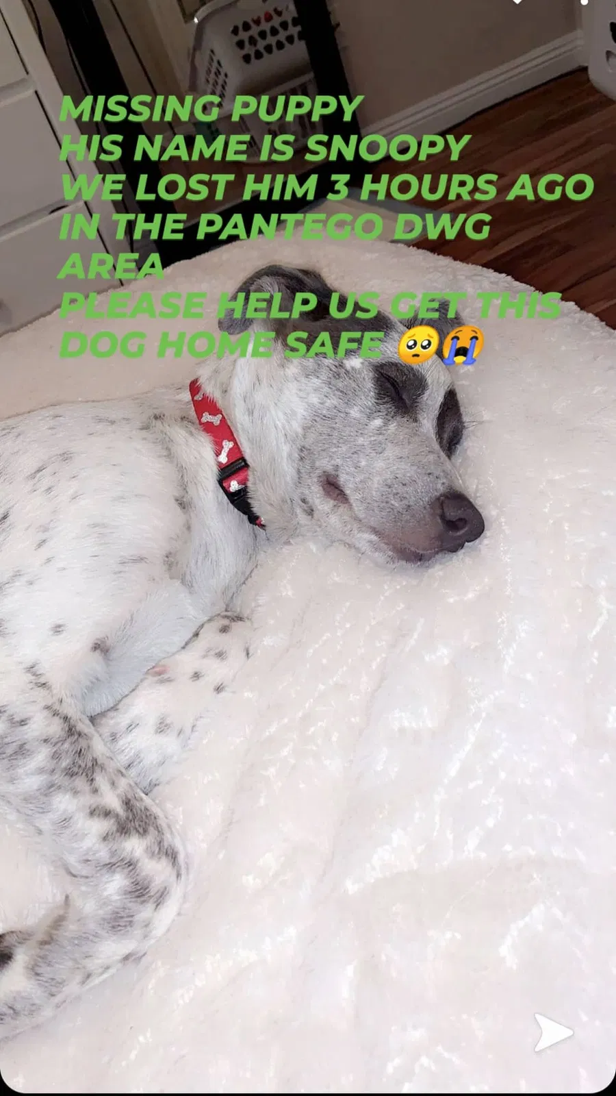 Lost dog in Arlington, TX, 76013