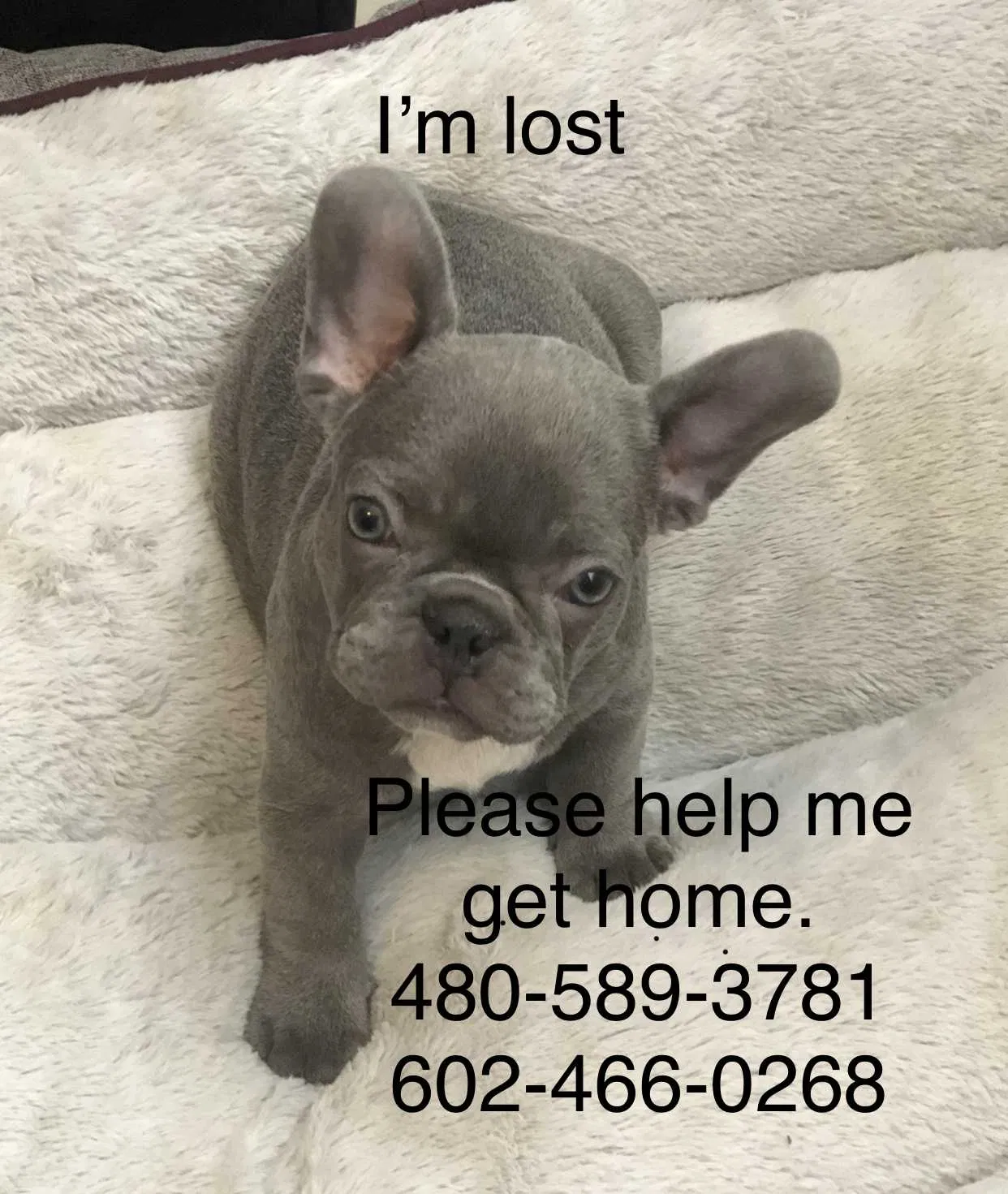 Lost dog in Tempe, AZ, 85282