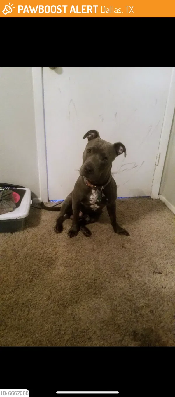 Lost dog in Denton, TX, 76208