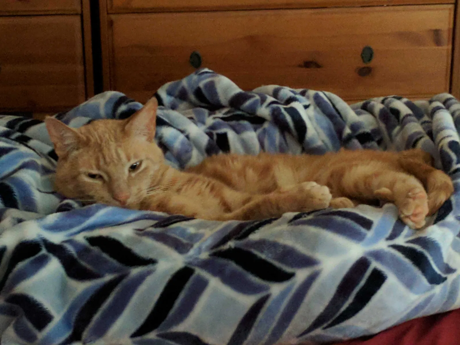 Lost cat in San Leandro, CA, 94577