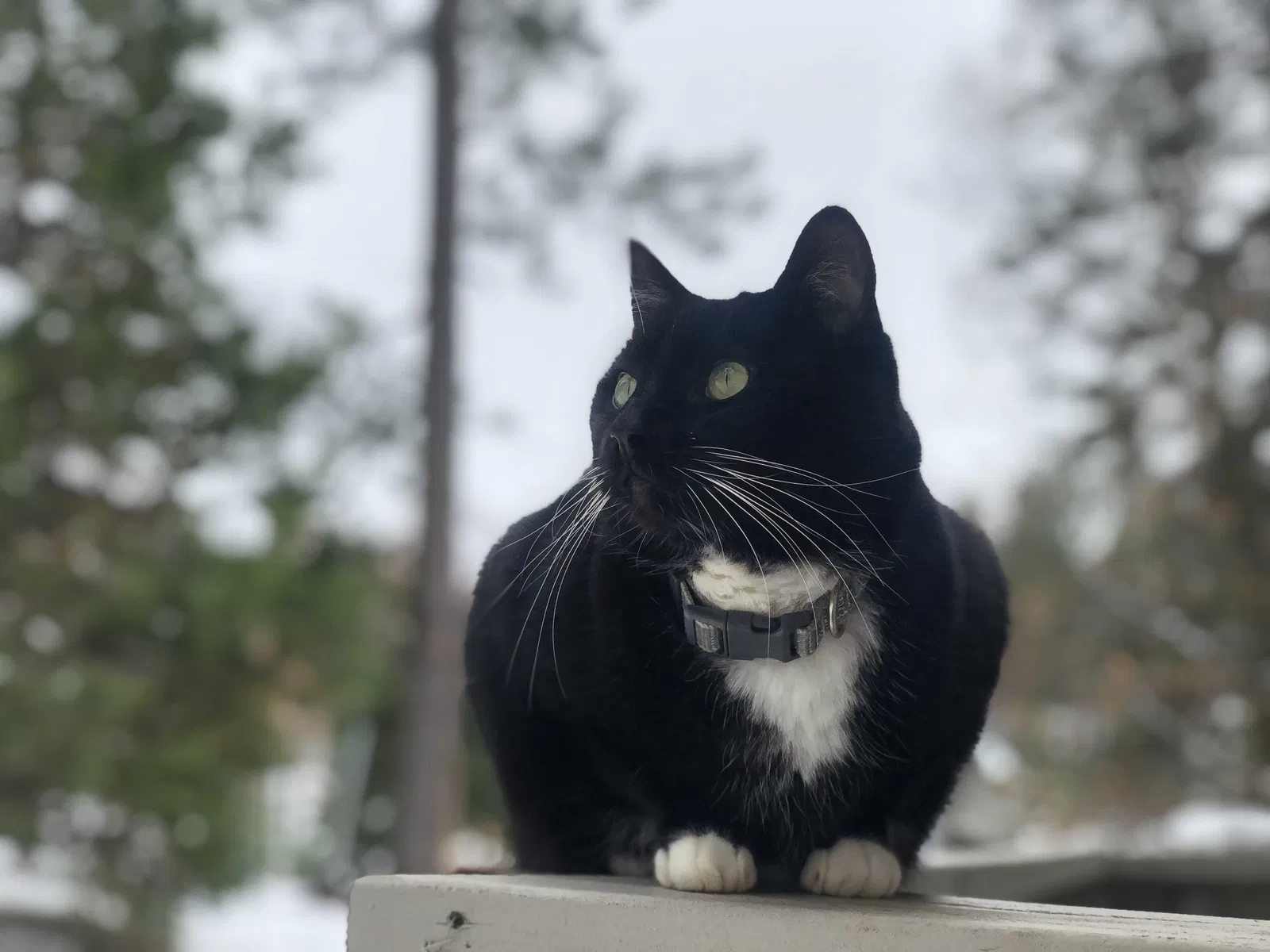 Lost cat in Placerville, CA, 95667