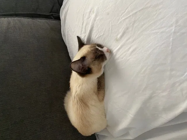 Found cat in Altadena, CA, 91001