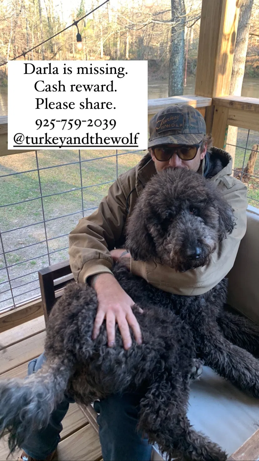Lost dog in New Orleans, LA, 70130