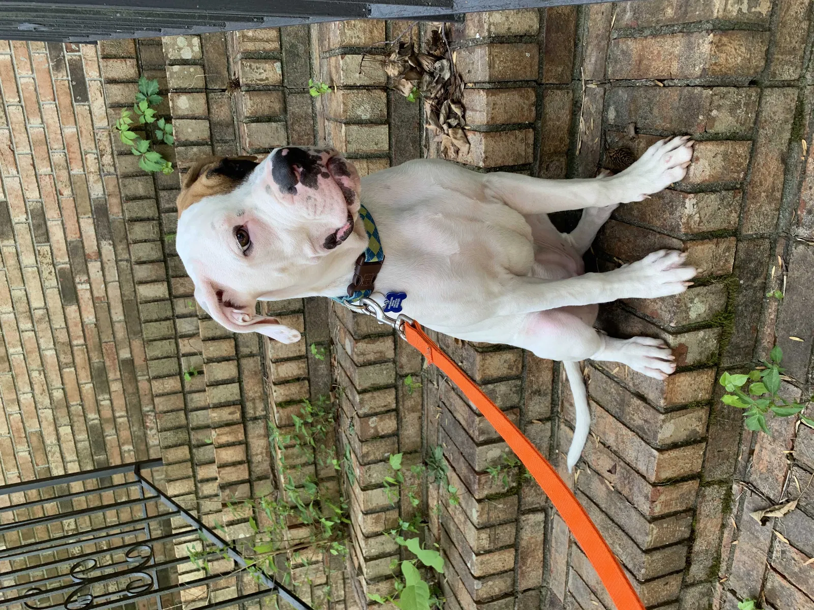 Lost dog in Lawrenceville, GA, 30043