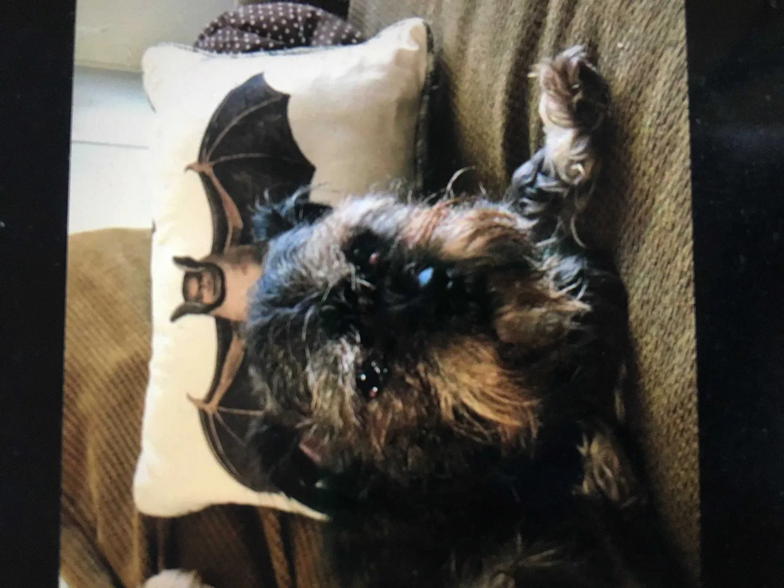 Lost dog in Fair Oaks, CA, 95628