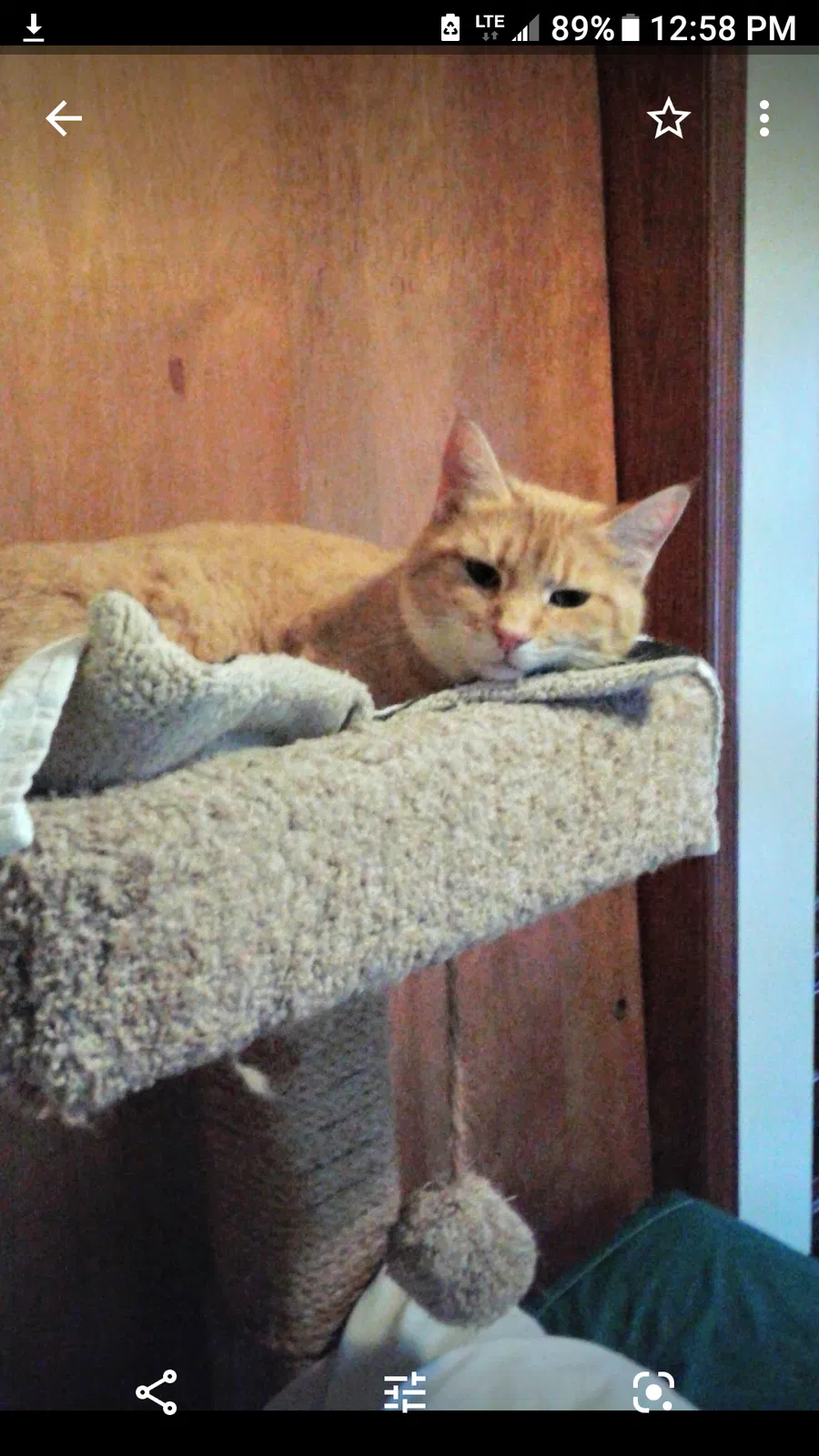 Lost cat in Toano, VA, 23168
