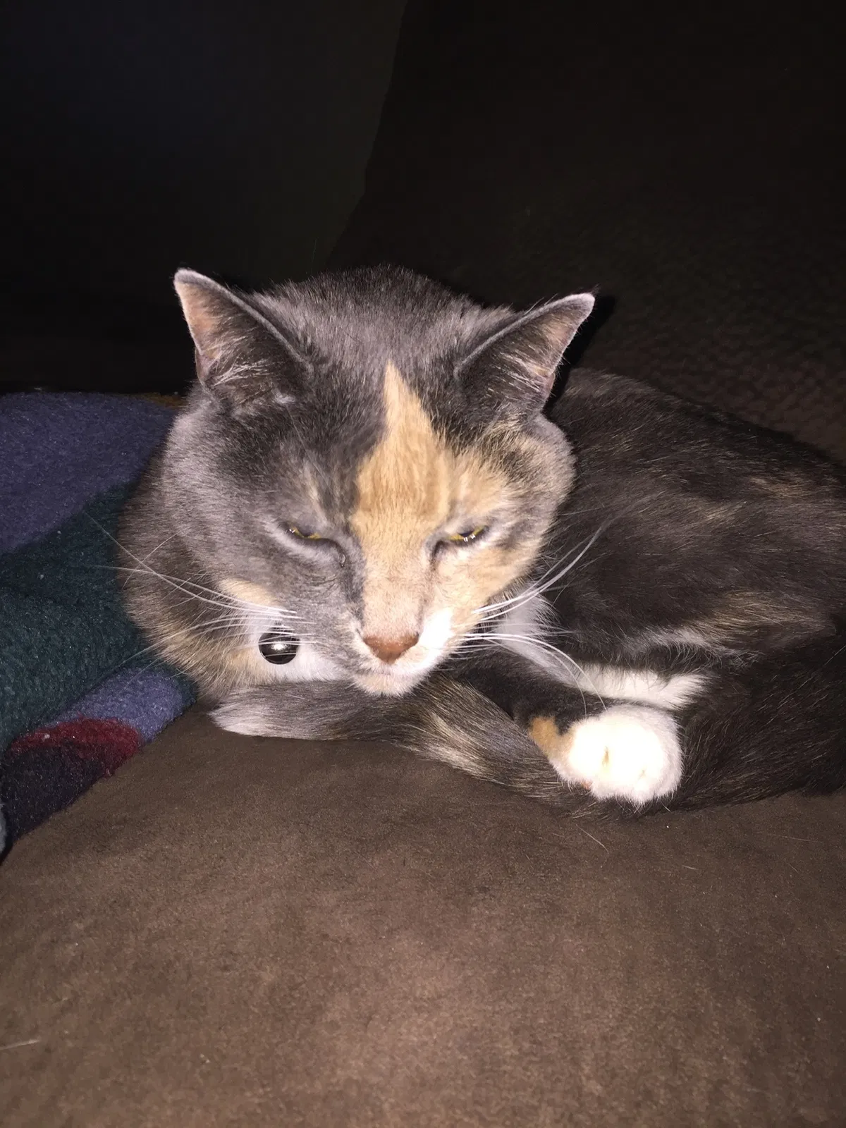 Lost cat in Clearfield, UT, 84089