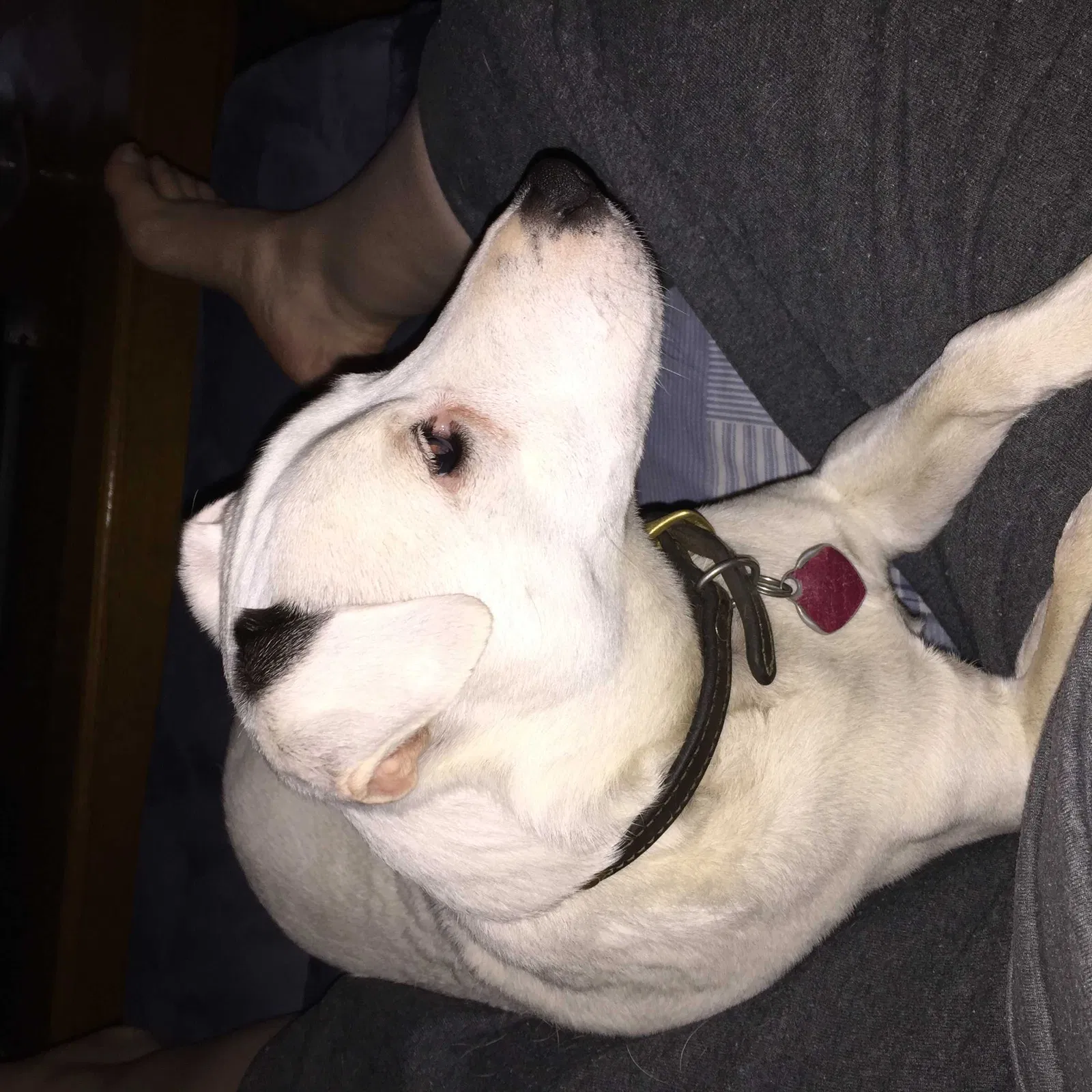Lost dog in Molalla, OR, 97038