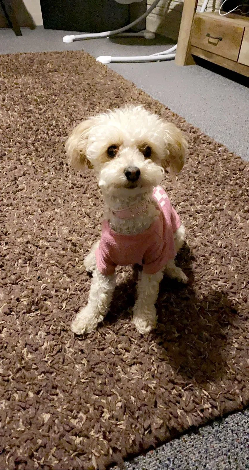 Lost dog in Denver, CO, 80206