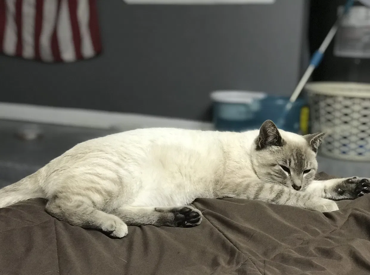 Lost cat in Orlando, FL, 32824