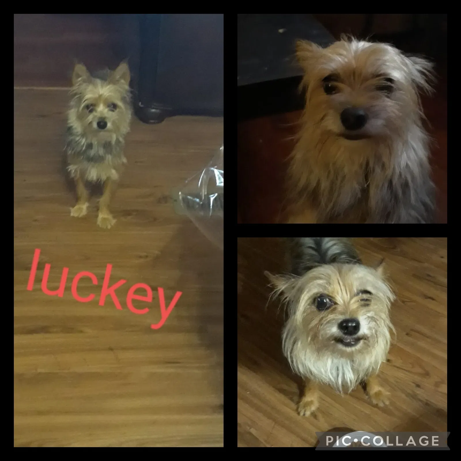 Lost dog in Katy, TX, 77493