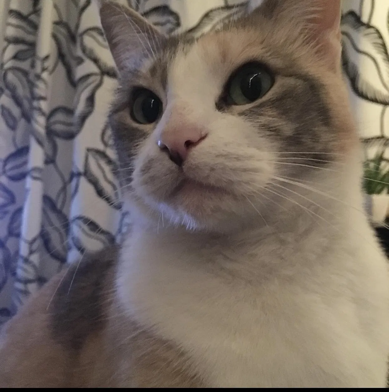 Lost cat in Los Angeles, CA, 90037