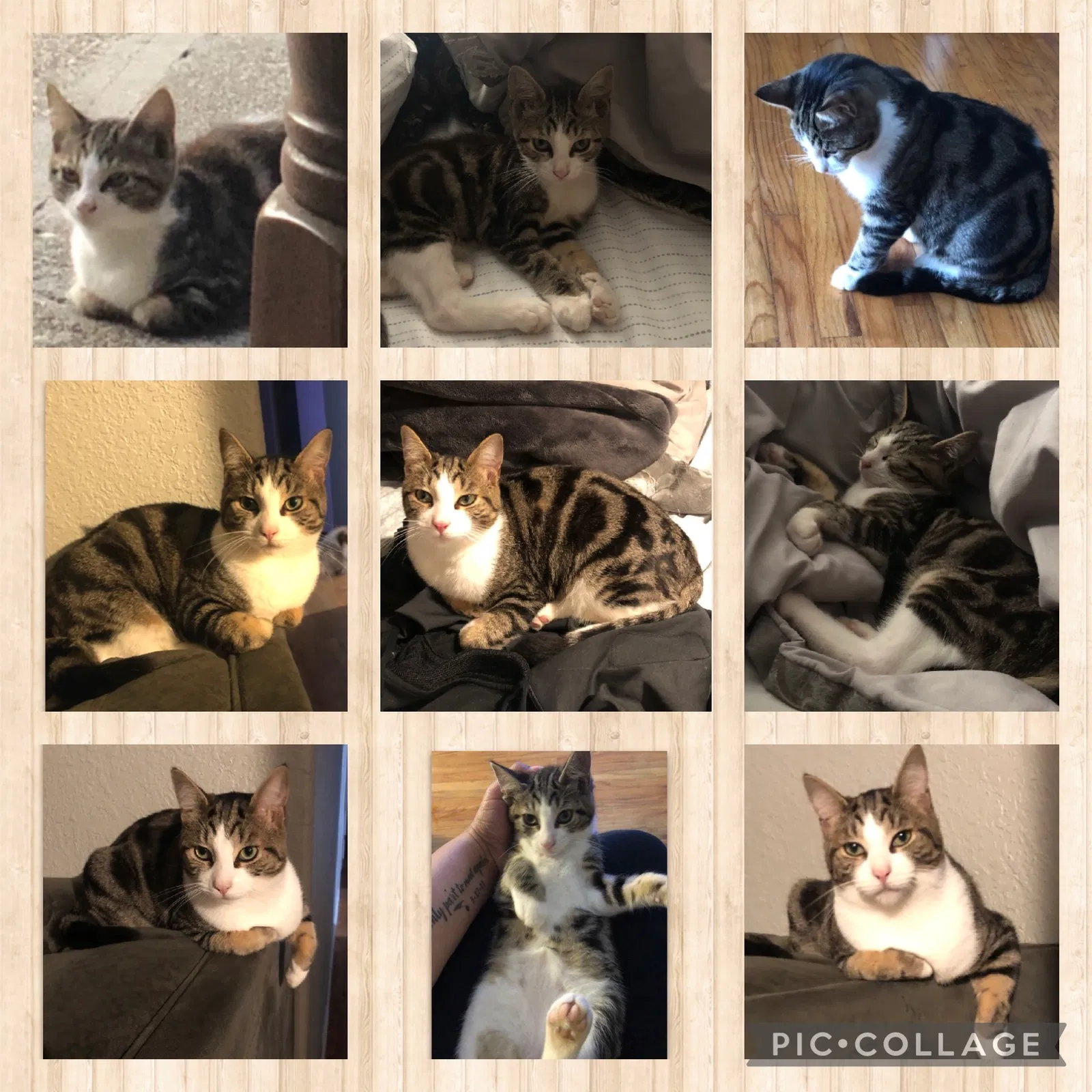 Lost cat in San Lorenzo, CA, 94580
