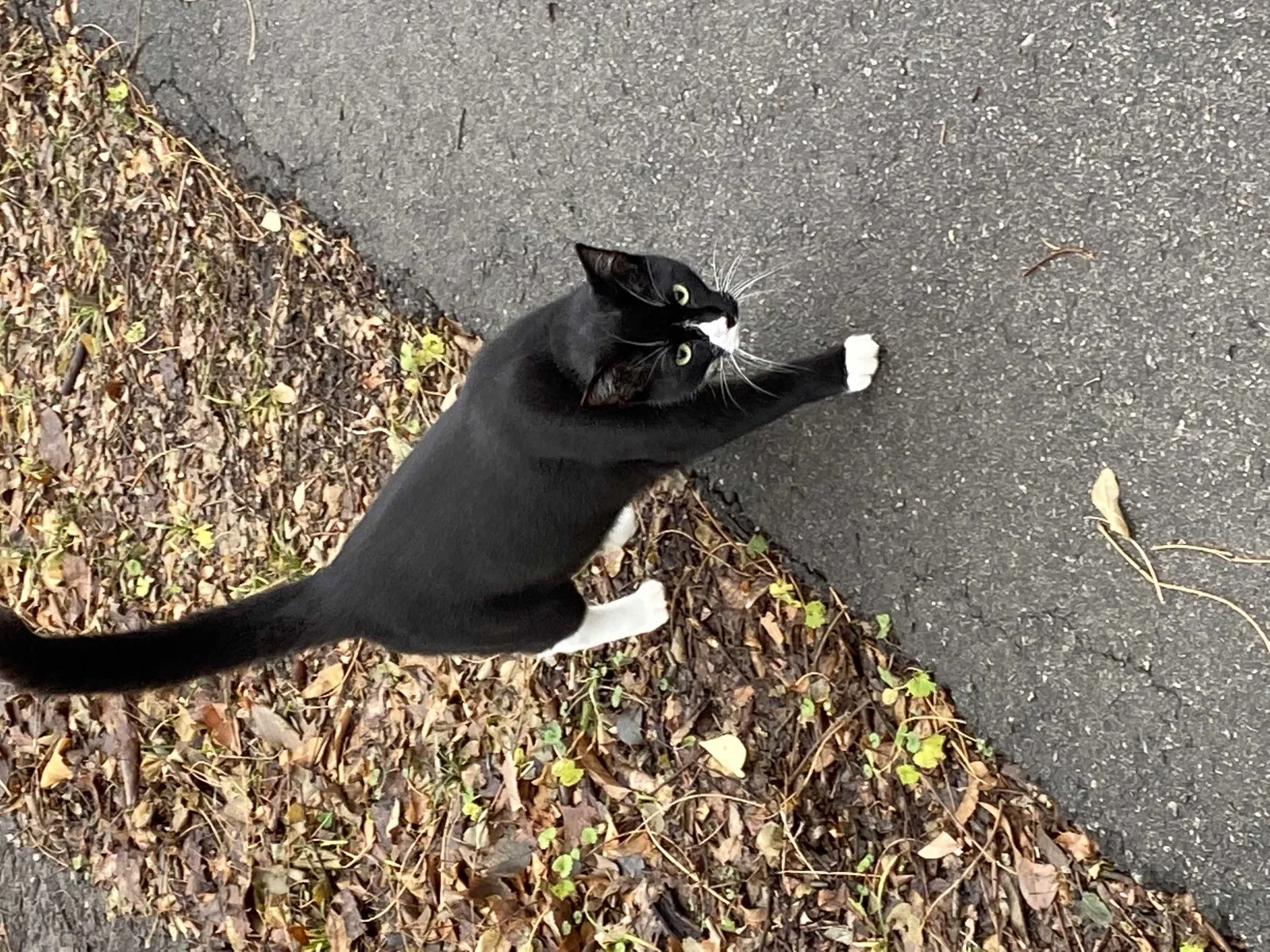 Lost cat in Liberty, MO, 64068