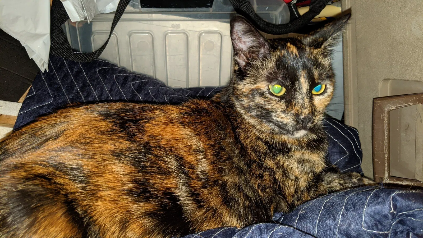 Lost cat in Los Angeles, CA, 90005