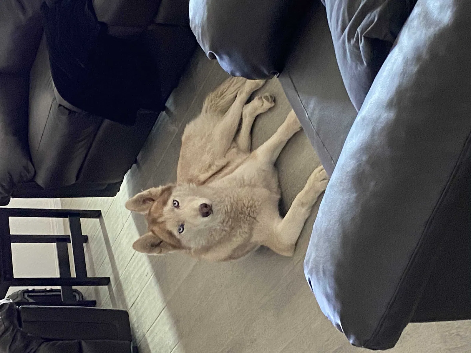 Lost dog in Bakersfield, CA, 93307