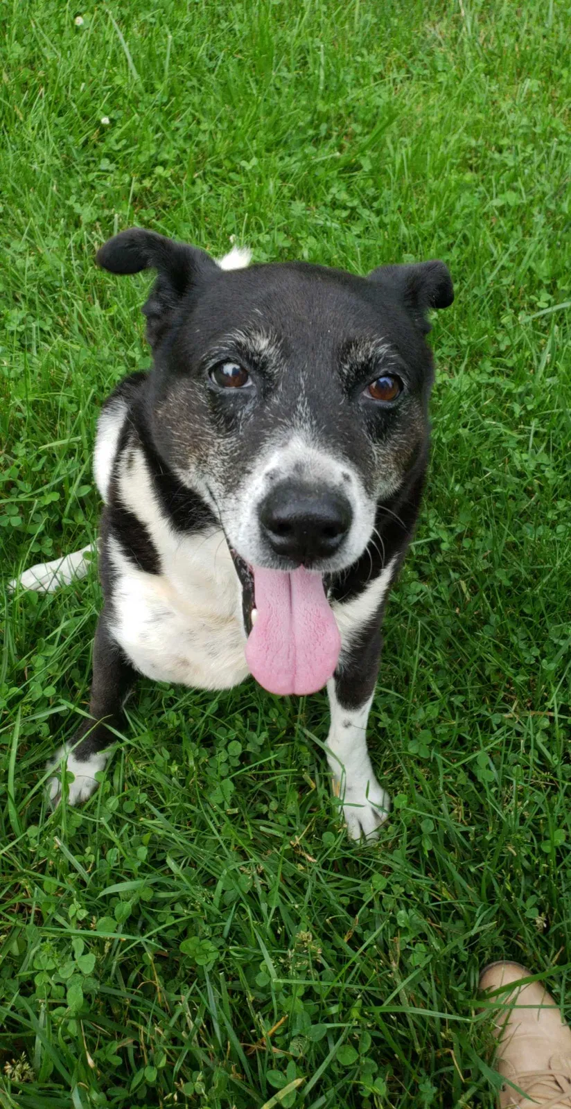 Lost dog in Paris, KY, 40361