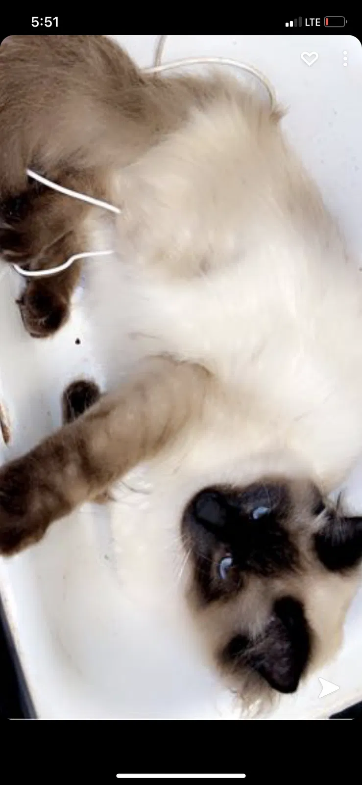 Lost cat in Springtown, TX, 76082