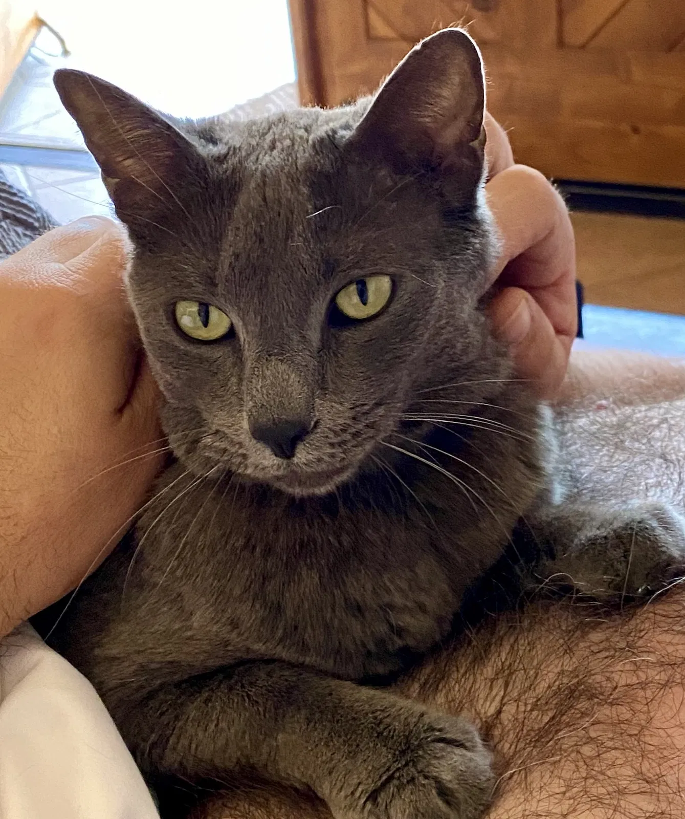 Lost cat in Chandler, AZ, 85226