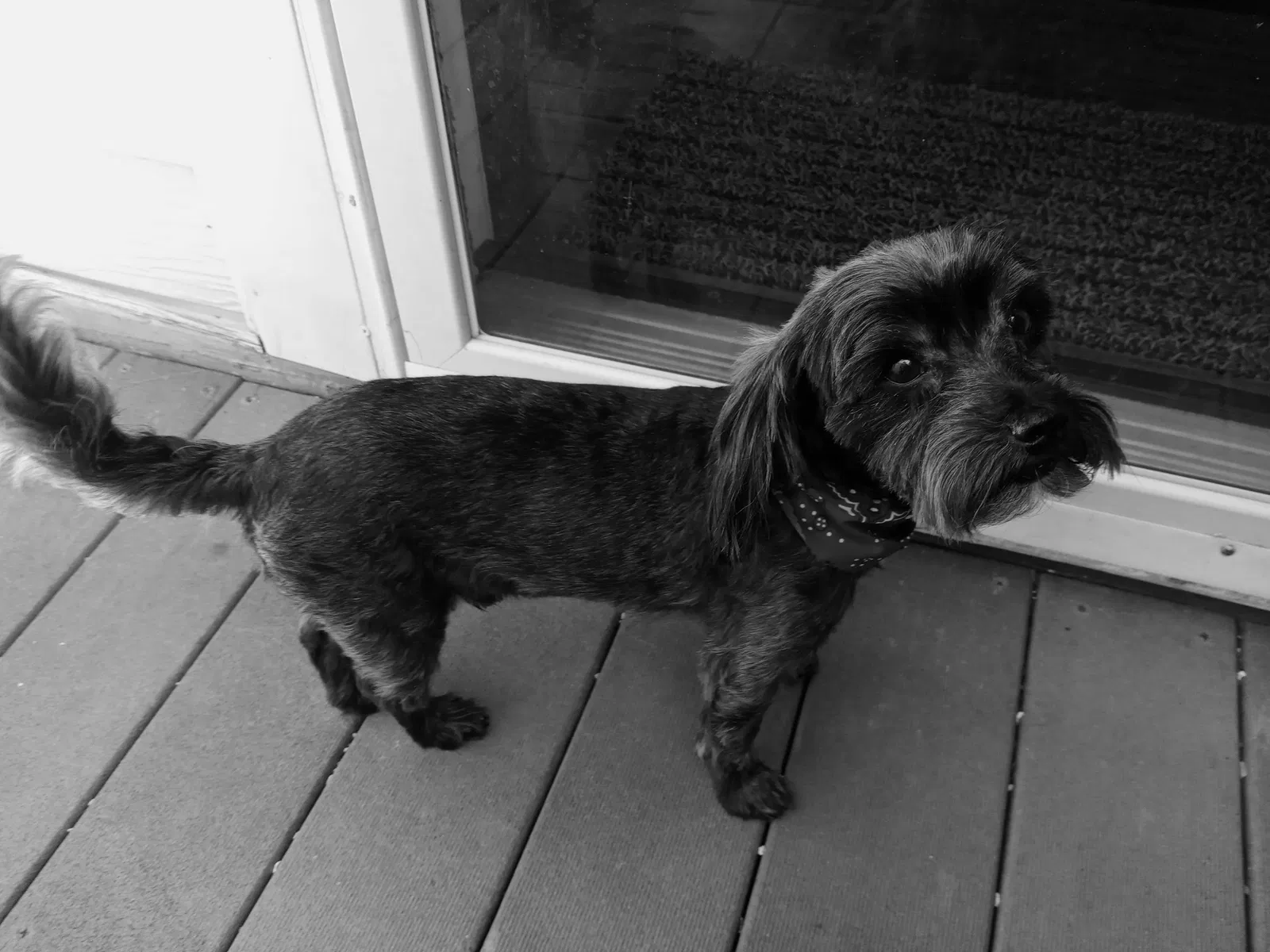 Lost dog in Palmetto, FL, 34221