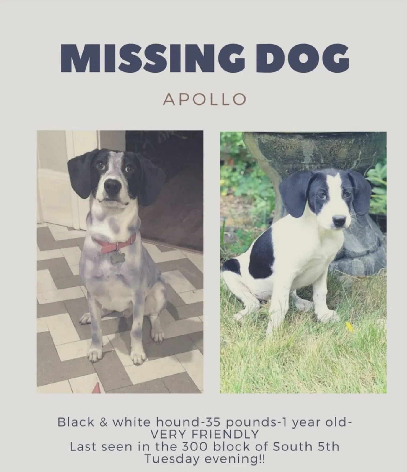 Lost dog in Goshen, IN, 46528