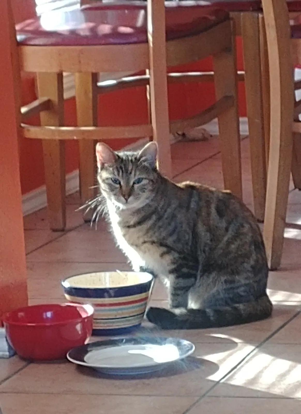 Lost cat in Fort Worth, TX, 76108