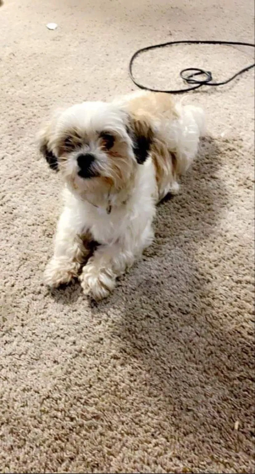 Lost dog in Chattanooga, TN, 37407