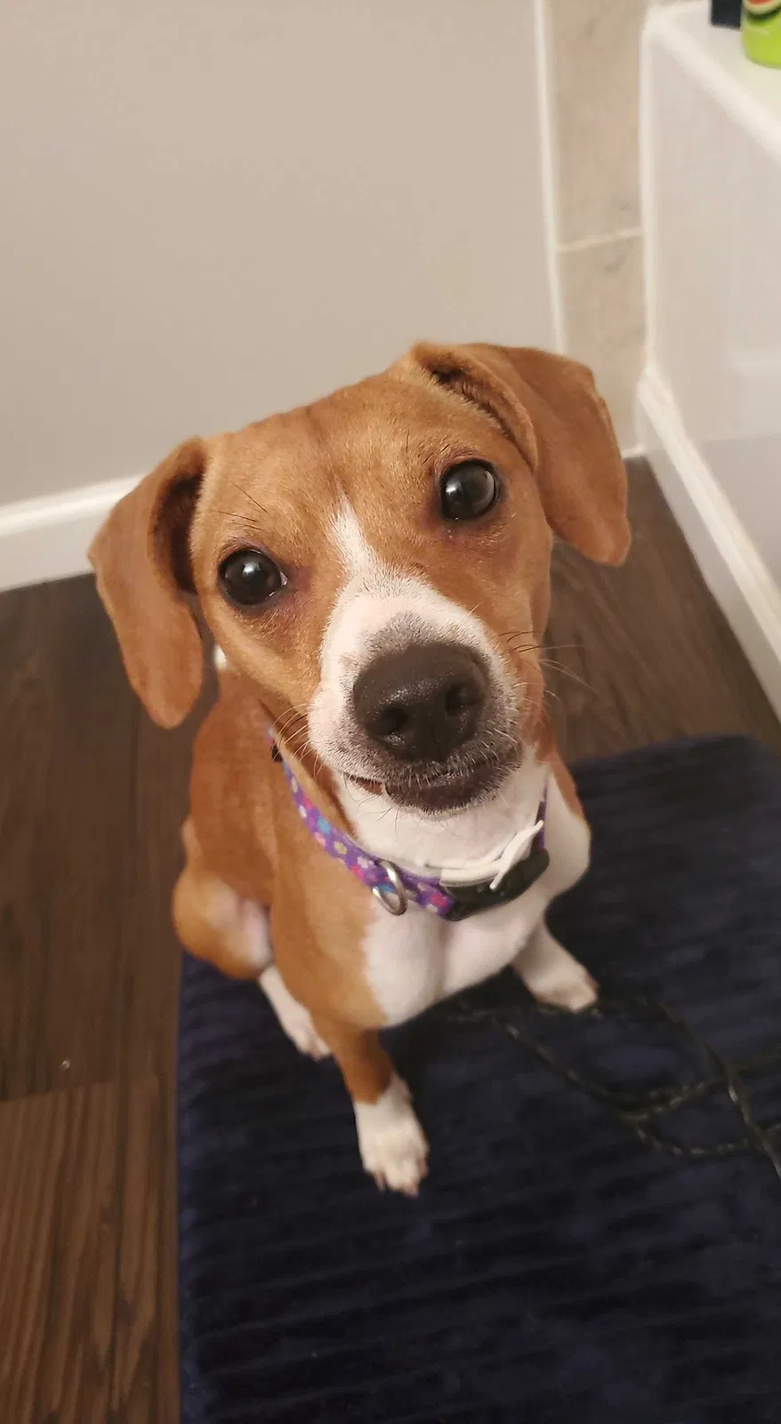 Lost dog in Brookville, IN, 47012
