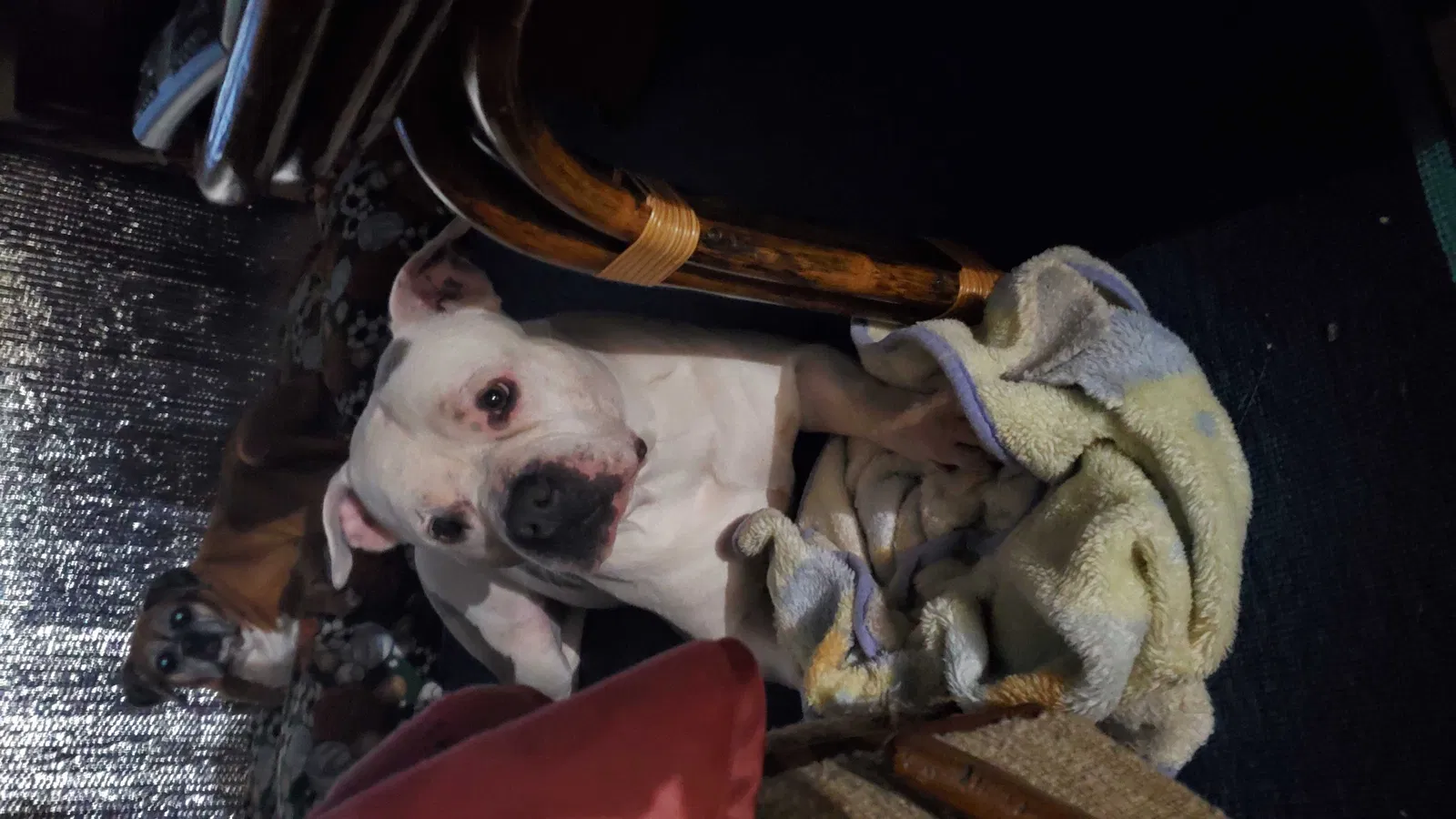 Lost dog in Wichita, KS, 67216