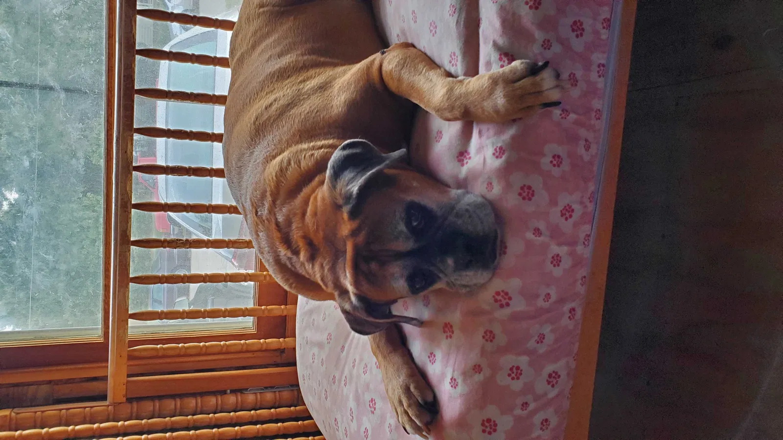 Lost dog in Wichita, KS, 67216