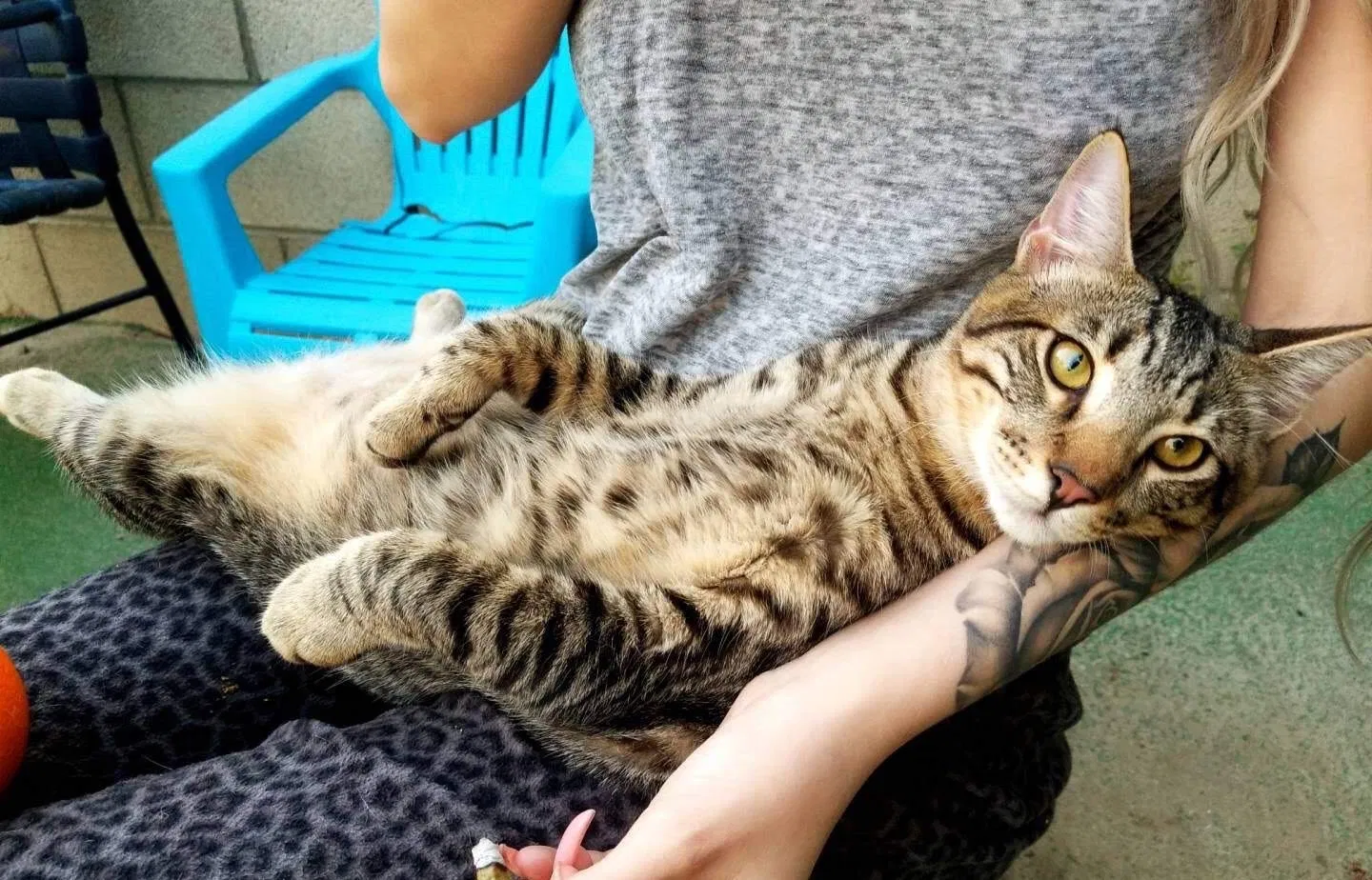 Lost cat in Long Beach, CA, 90804