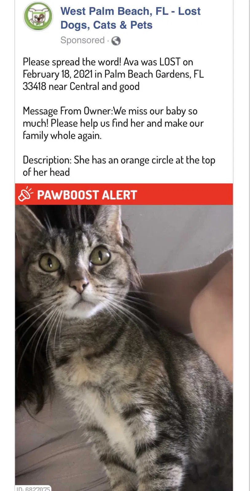Lost cat in Palm Beach Gardens, FL, 33418