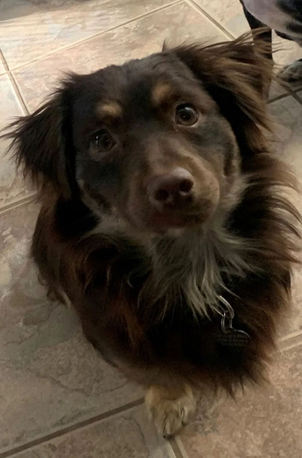 Lost dog in West Covina, CA, 91791