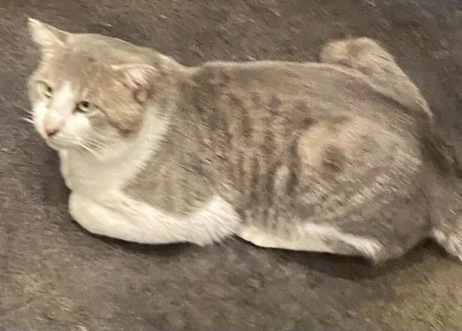 Lost cat in Whitewright, TX, 75491