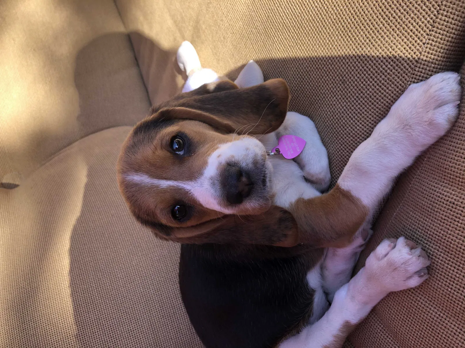 Lost dog in Santa Fe, NM, 87507