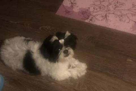 Lost dog in Smyrna, TN, 37167