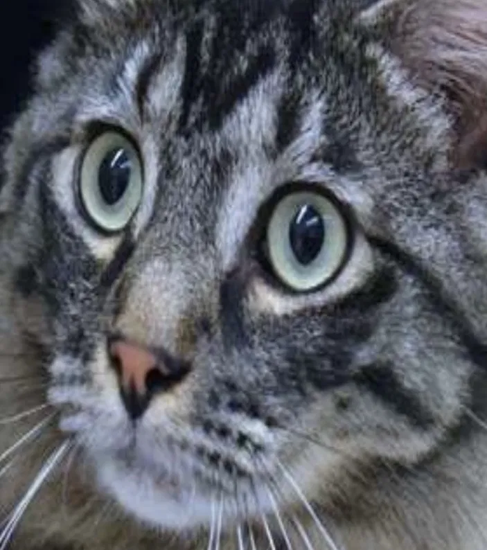Lost cat in Aurora, CO, 80010
