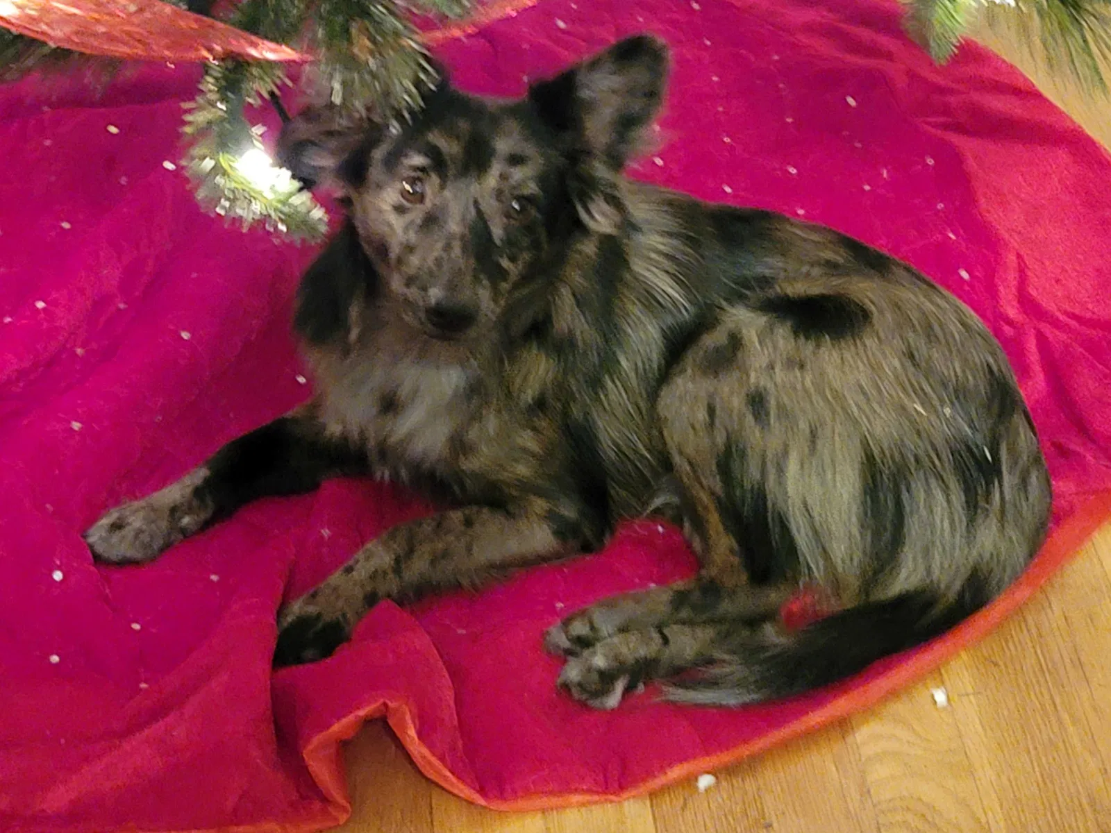Lost dog in Dumas, AR, 71639