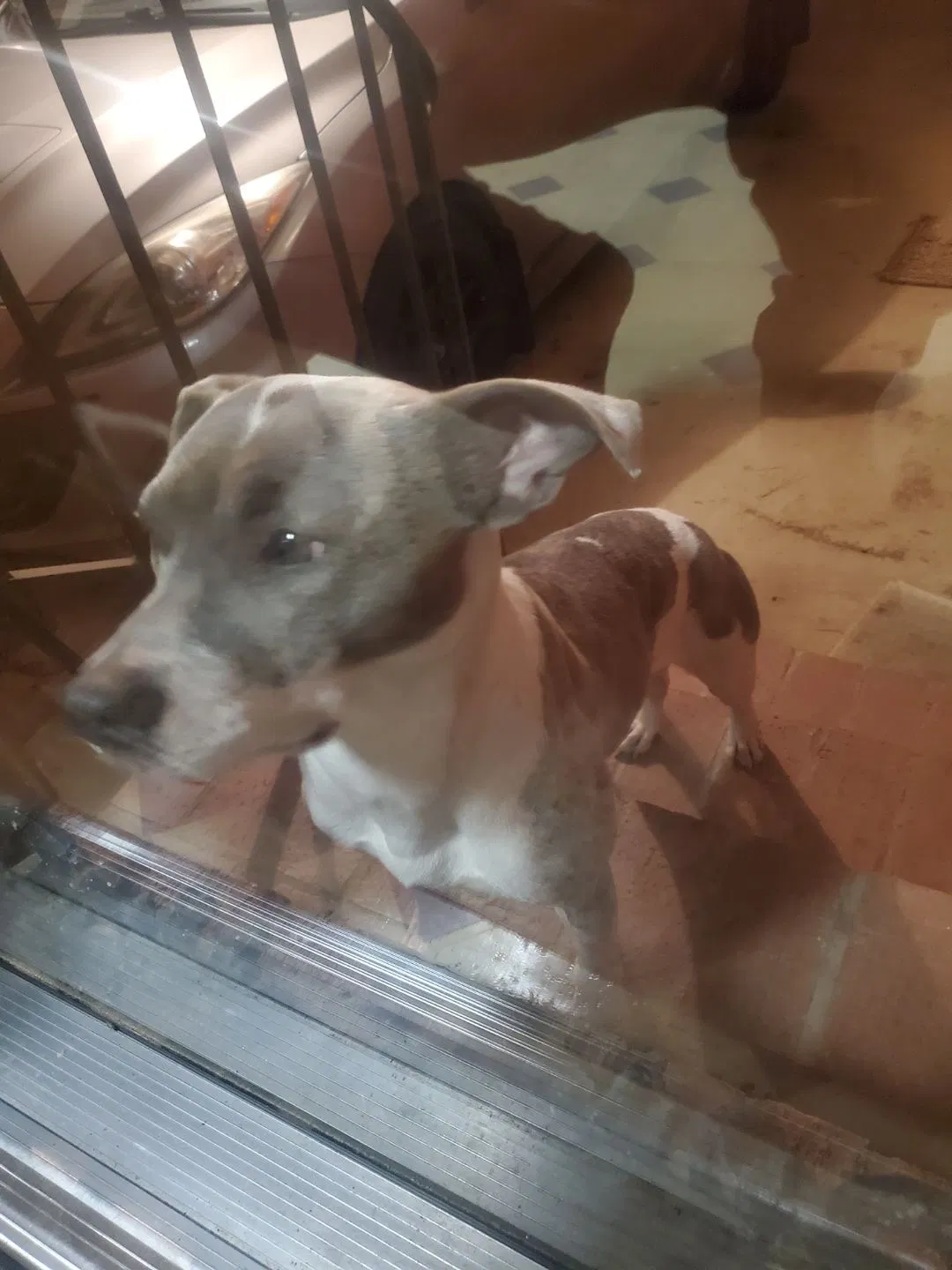 Found dog in Toone, TN, 38381