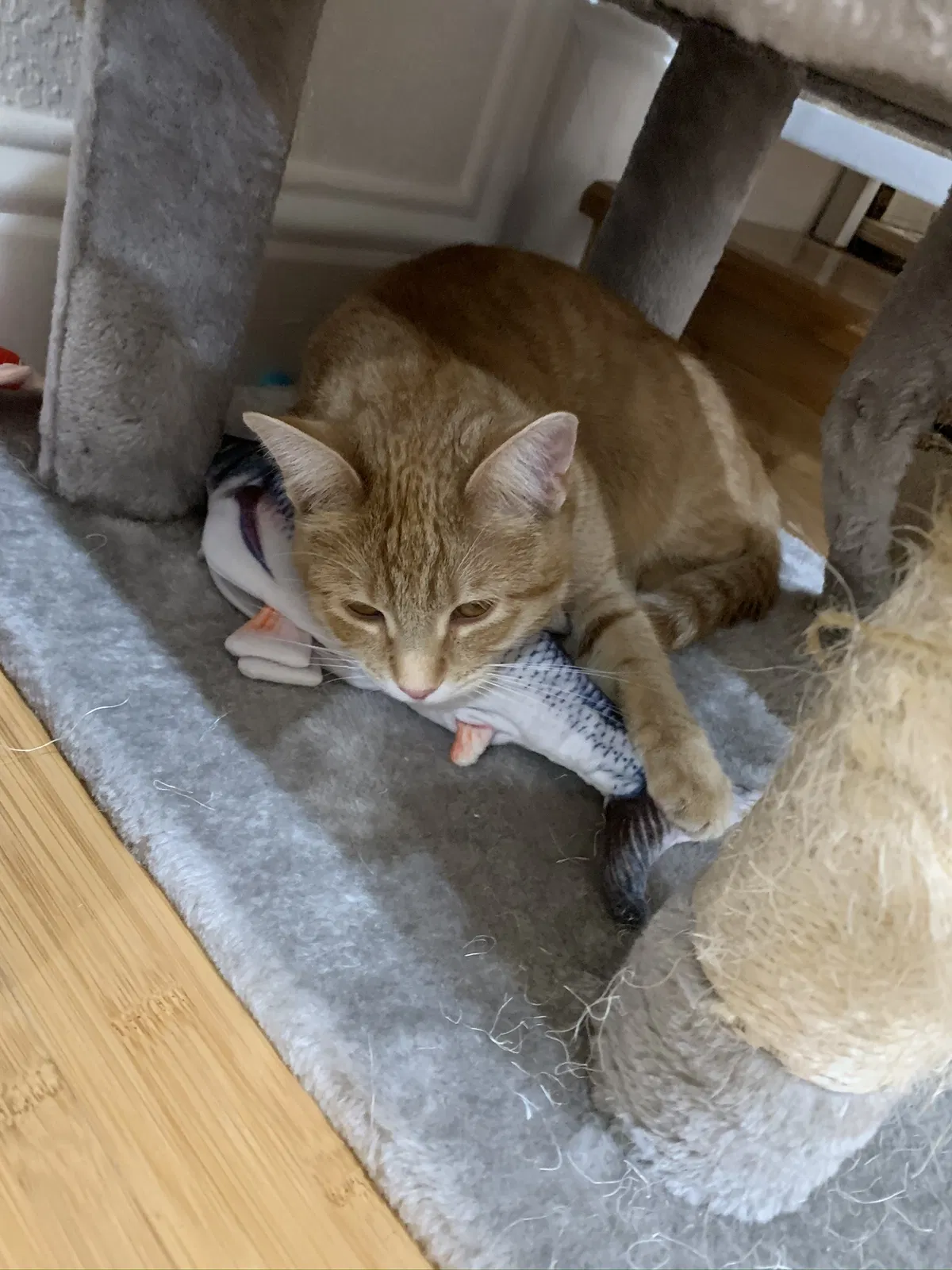 Lost cat in Newark, CA, 94560