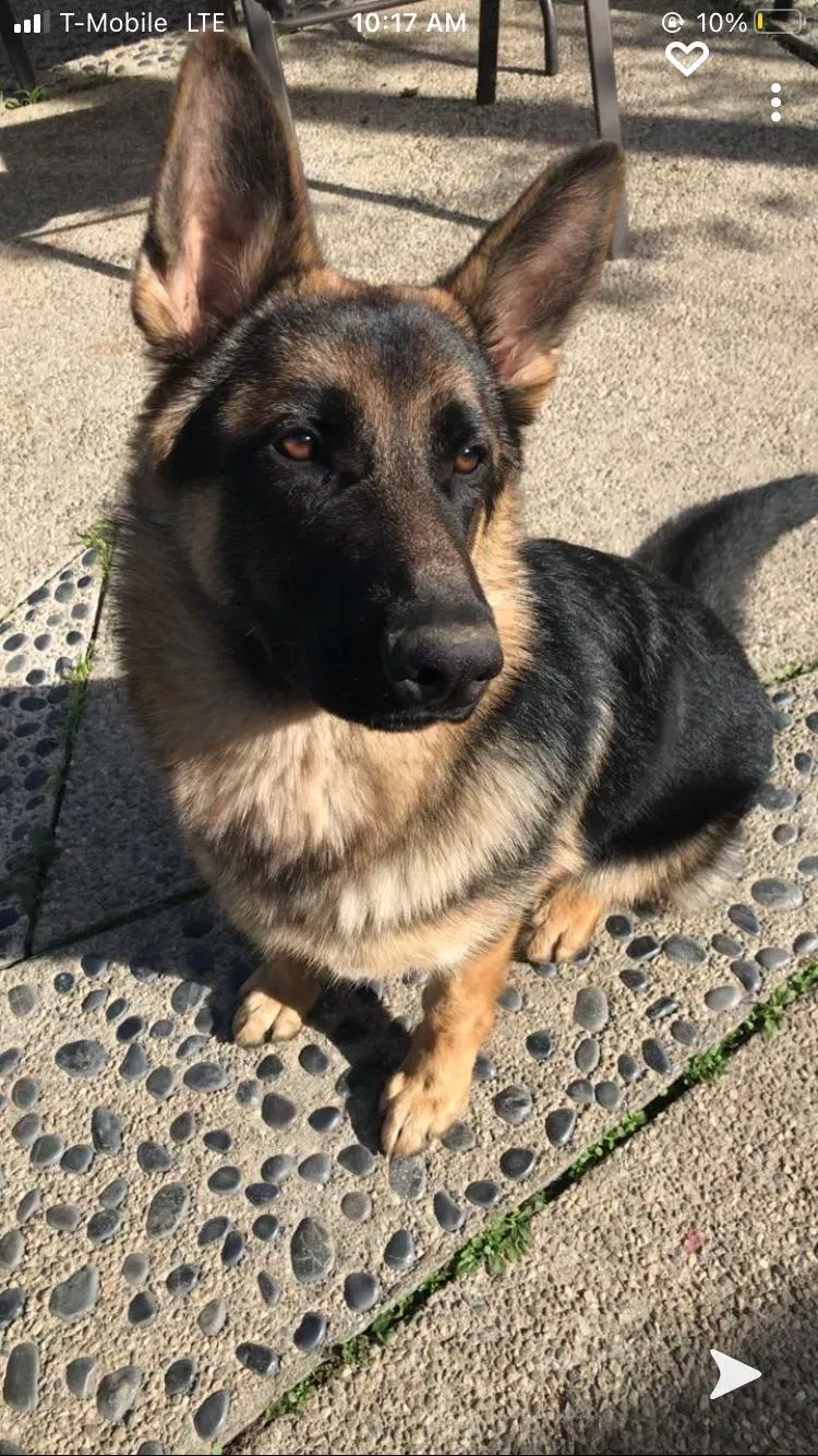 Lost dog in West Covina, CA, 91792
