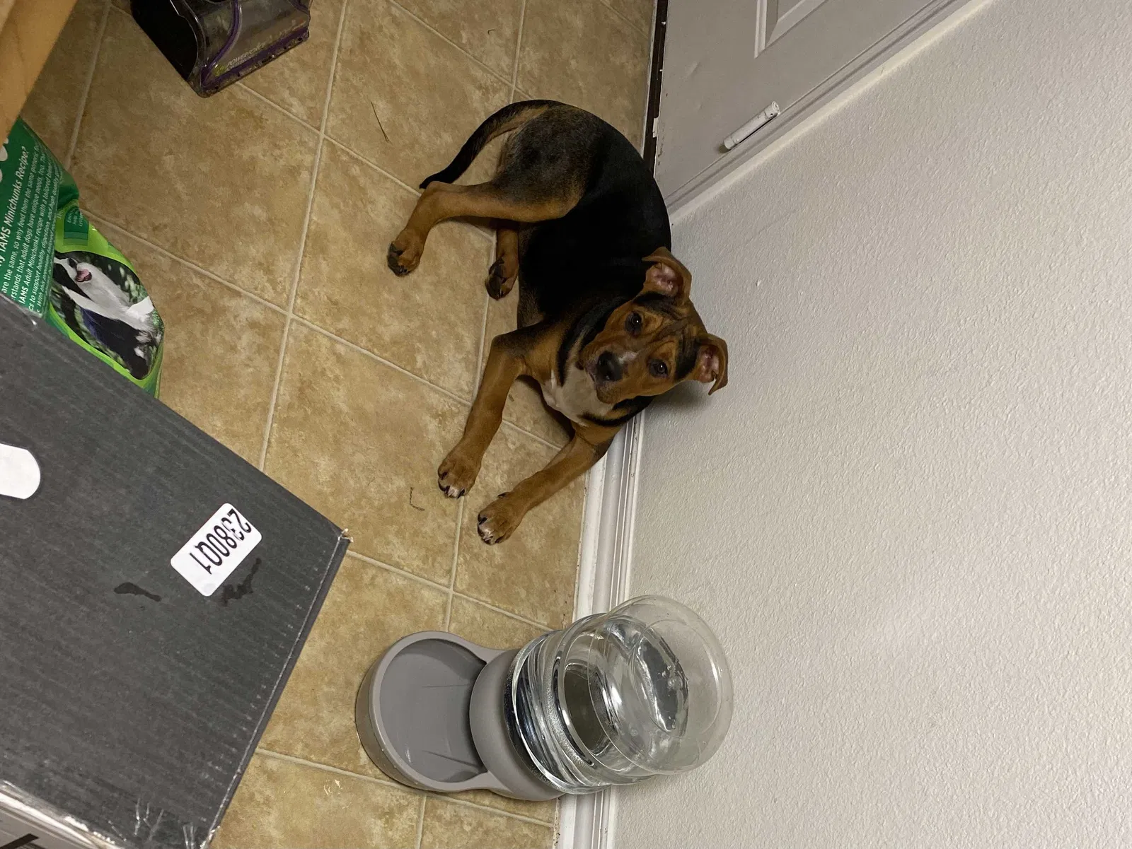 Found dog in Nashville, TN, 37214