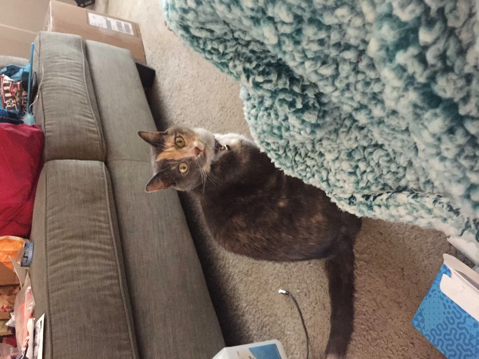 Lost cat in West Jordan, UT, 84088
