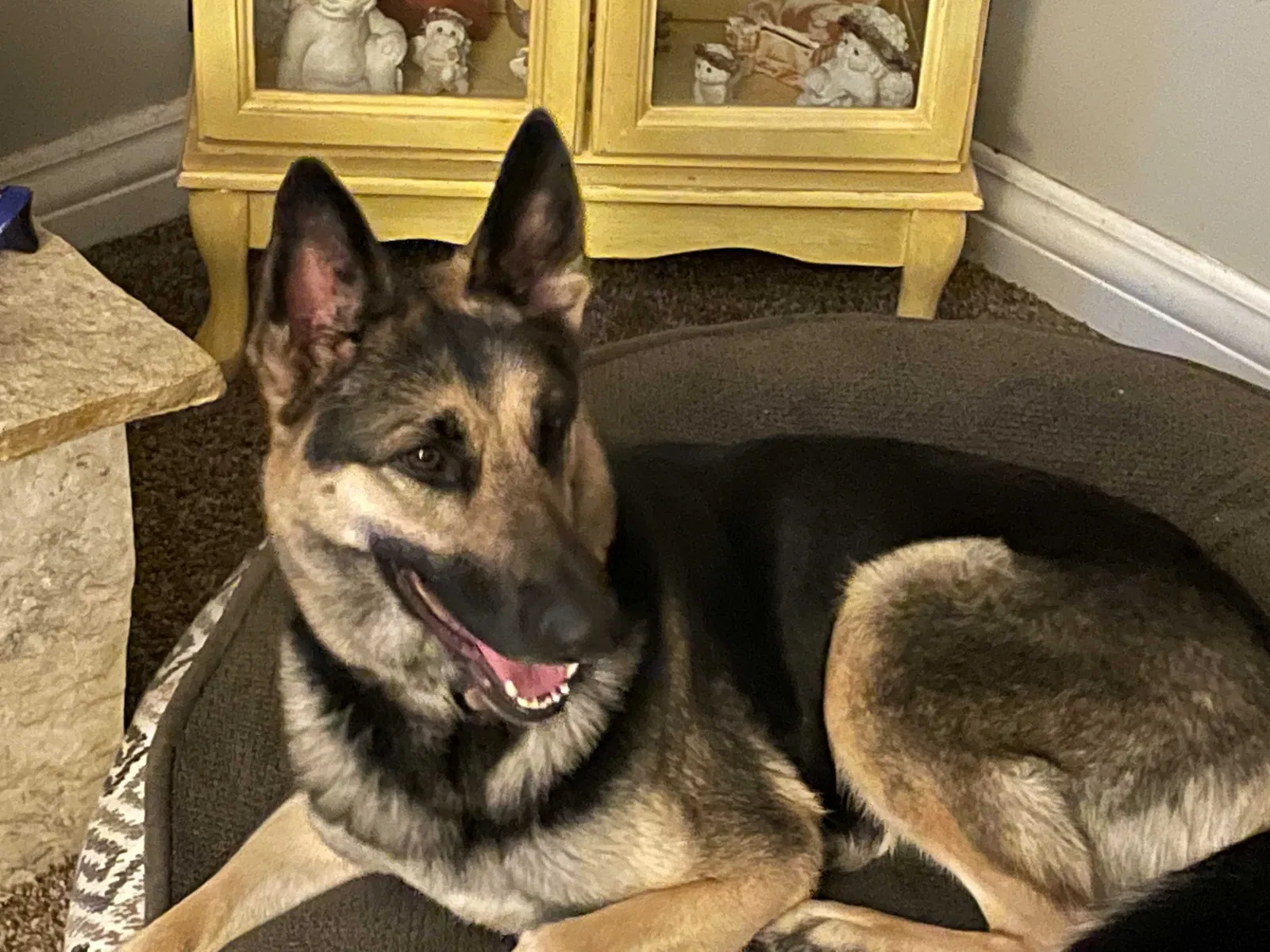 Lost dog in Sandy, UT, 84070