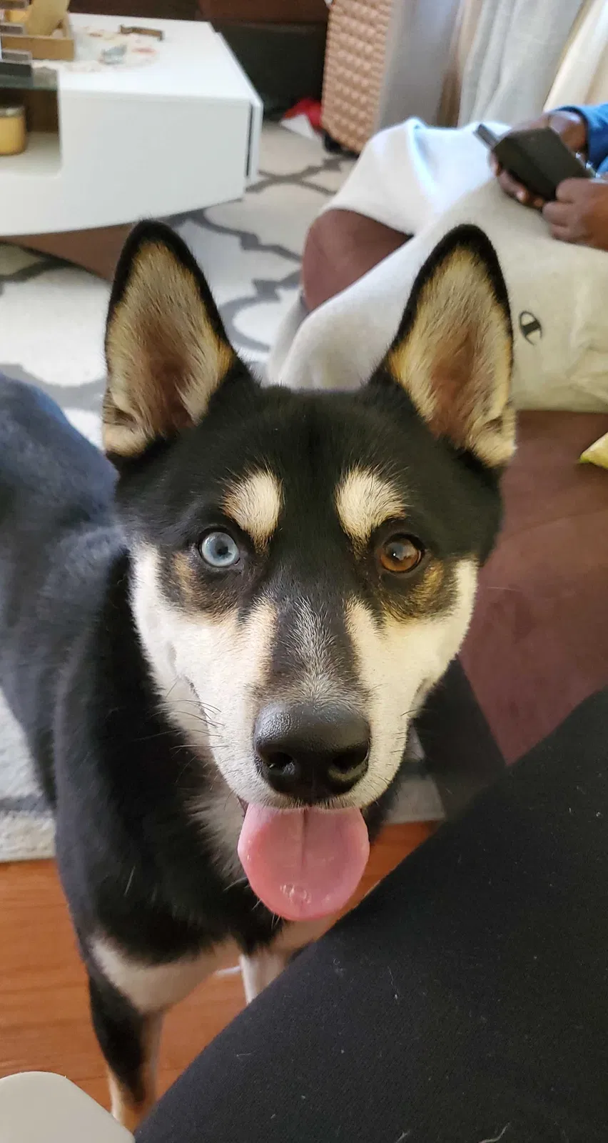 Lost dog in Saint Albans, NY, 11412