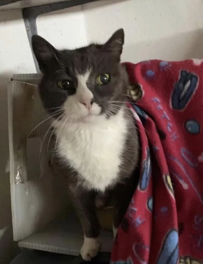 Lost cat in Colleyville, TX, 76034