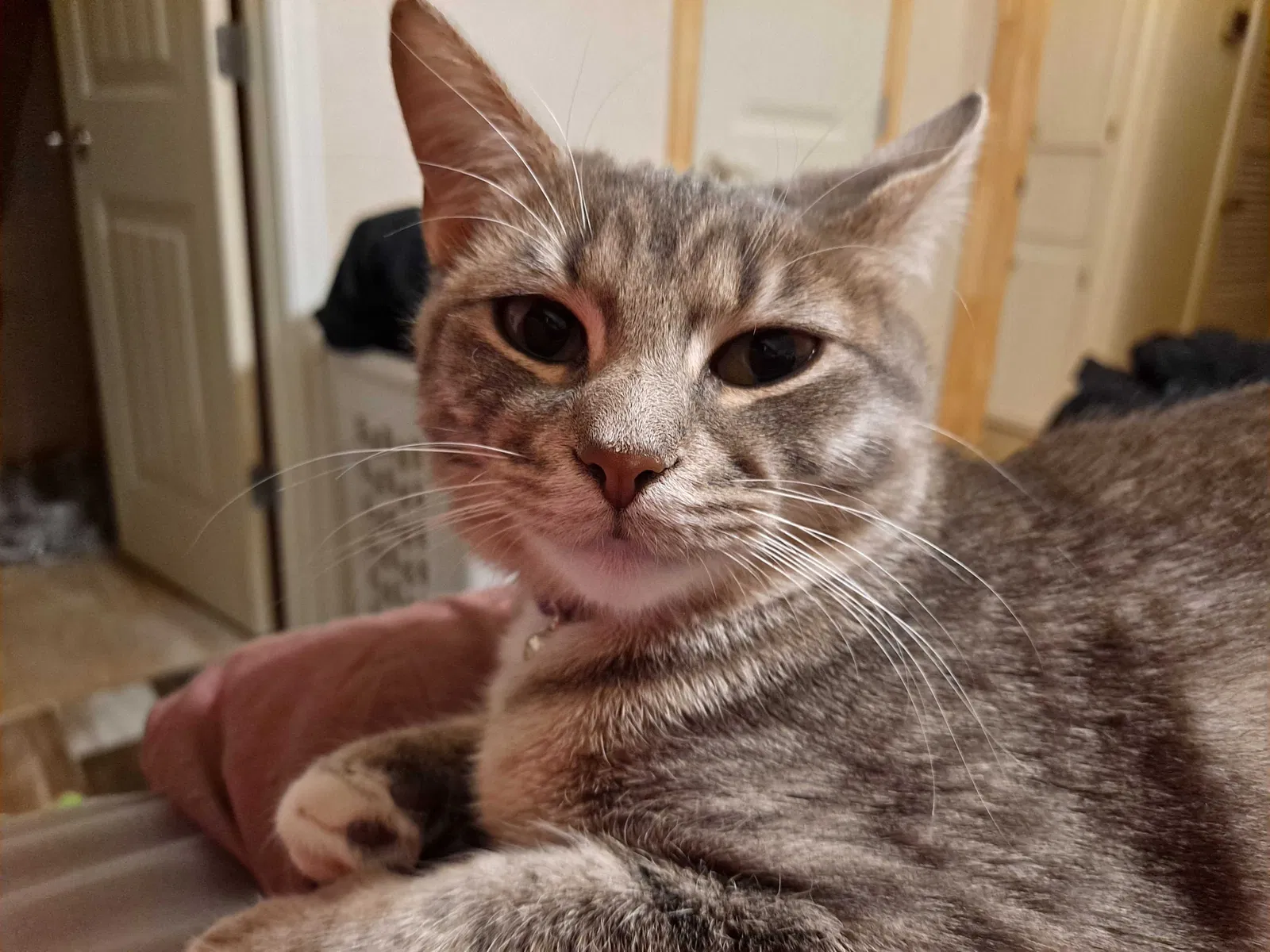 Lost cat in Hurst, TX, 76053